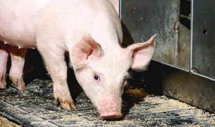 L-карнітин покращує стан здоров’я свиноматки і потенціал поросят