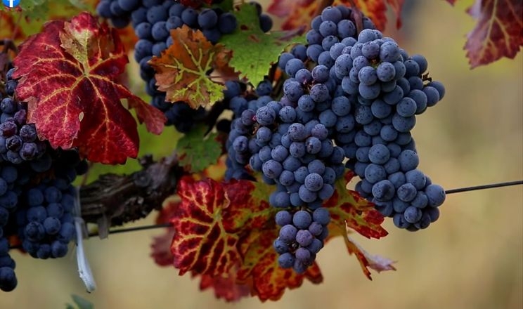 Учений пояснив, що найбільше впливає на зберігання винограду