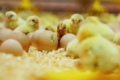 Виведення курчат безпосередньо у пташнику пришвидшить їхню першу годівлю