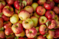 Собівартість органічних яблук нижча, ніж у конвенційних 