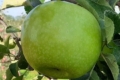 У Франції вивели сорт яблук, що конкуруватиме з Гренні Сміт