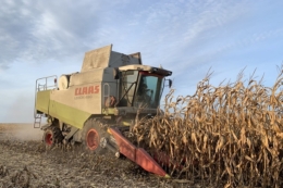 Для диверсифікації ризиків слід висівати гібриди кукурудзи різних груп стиглості