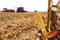Урожайність зернових та зернобових на Черкащині істотно перевищує минулорічну