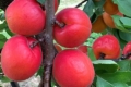 Новозеландська компанія вивела три нових сорти абрикосів