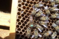 Затверджено новий внутрішньопородний тип бджіл української степової породи