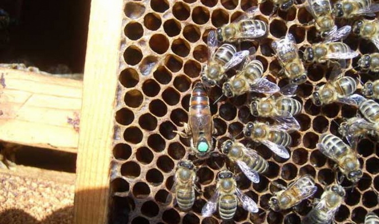 Затверджено новий внутрішньопородний тип бджіл української степової породи