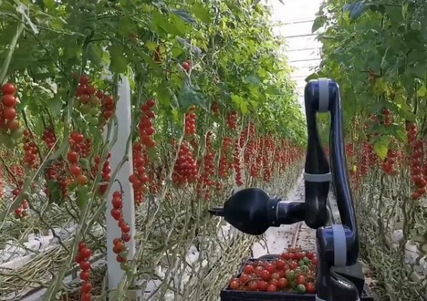 Робот-збирач томатів заміняє 3,5 працівника