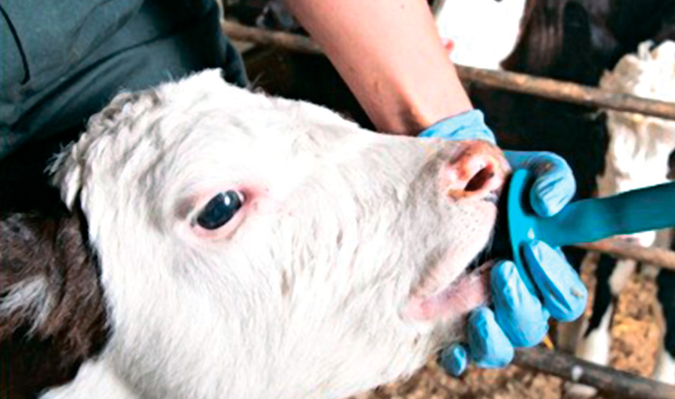 Випоювання молозивом вкрай важливо для телят — формує імунітет для захисту організму тварини