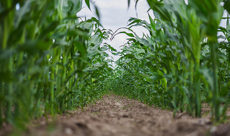 Кукурудза Pioneer®: надійні високі врожаї та прибуткове господарювання