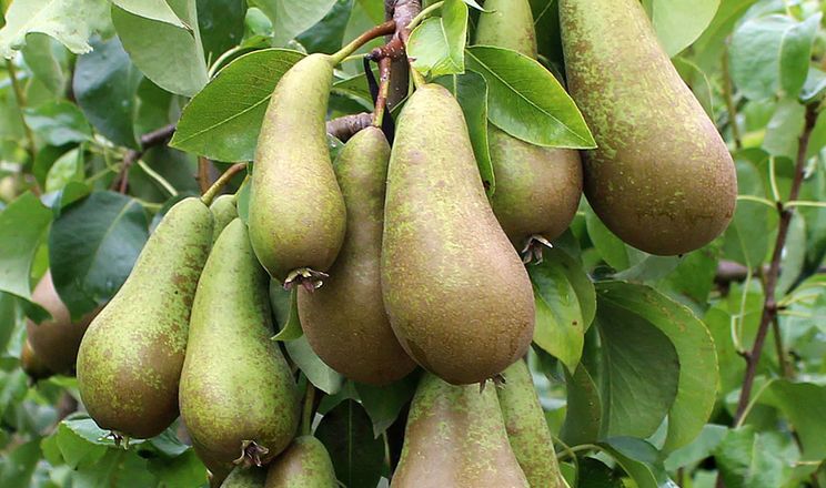 Груша Конференція добре росте на всіх підщепах Айва - AgroTimes