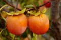 Селекціонери-аматори виводять форми хурми, горіхів, персика