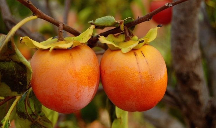 Селекціонери-аматори виводять форми хурми, горіхів, персика