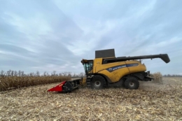 Десикація кукурудзи у 2025 році в більшості випадків була економічно вигідною – агроном