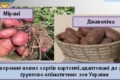 Українські вчені створили 2 нових сорти картоплі