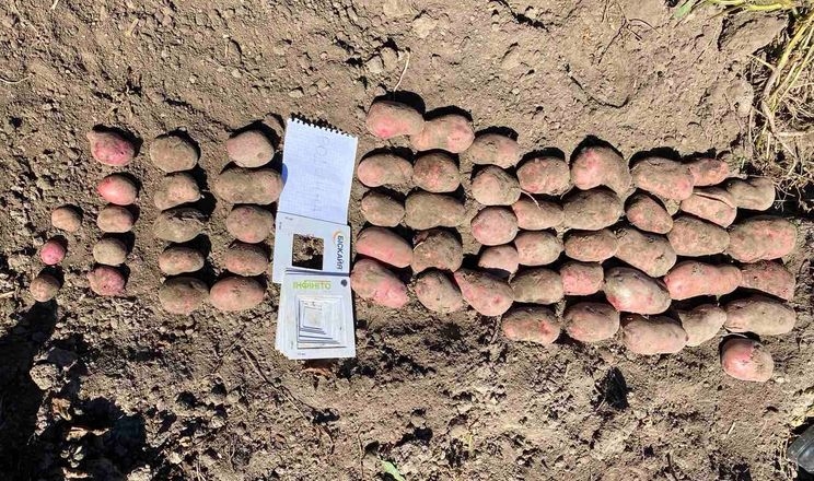 Новий вітчизняний сорт картоплі показав видатну врожайність