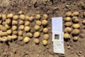 Вітчизняний сорт картоплі дав урожай 87 т/га