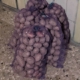 Закупівельники на Чернігівщині пропонують за картоплю 12 грн/кг