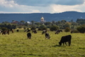 109 львівських фермерів отримали дотації за утримання корів