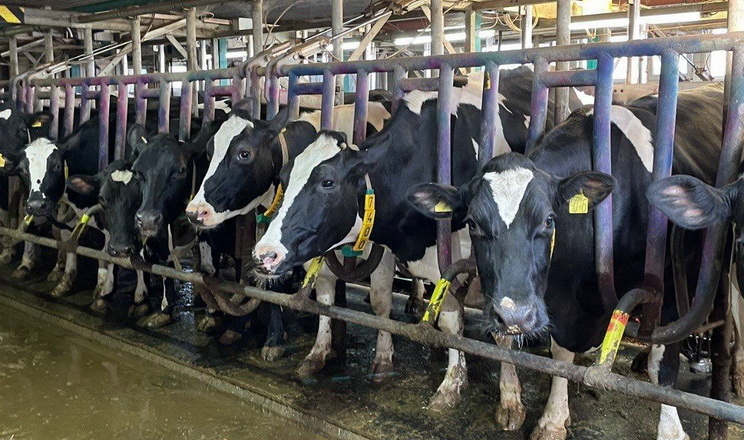 Головна цінність корів голштинської породи ‒ висока продуктивність