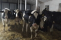 Ферма агрофірми ім. Довженка з початку року виробила понад 4 тис. тонн молока
