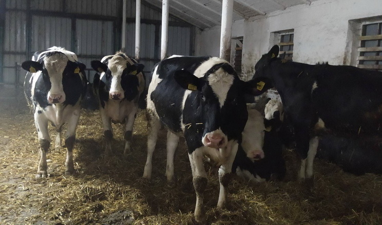 Ферма агрофірми ім. Довженка з початку року виробила понад 4 тис. тонн молока