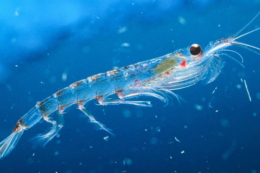 Бюджет України поповнився майже на 5,9 млн грн від вилову водних біоресурсів у двох океанах