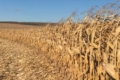 Урожайність кукурудзи в «Ґудвеллі Україна» перевищує 10 т/га