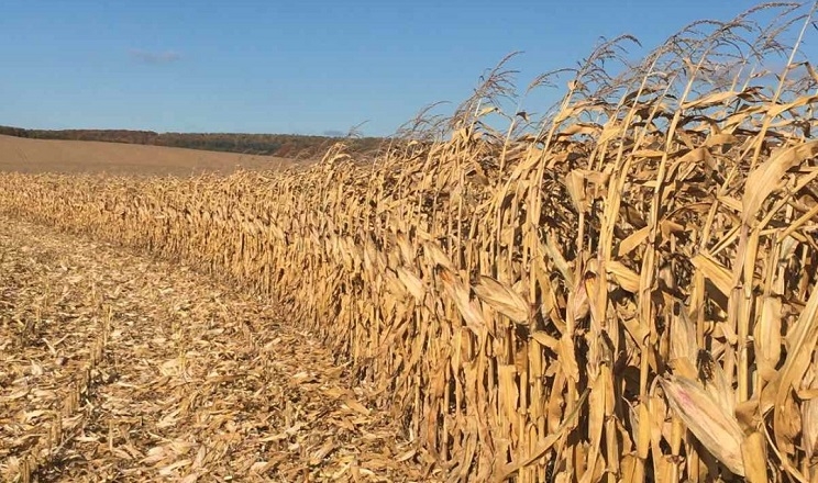Чому «Украгротехнологія» на Кіровоградщині обирає гібриди кукурудзи з високим ФАО