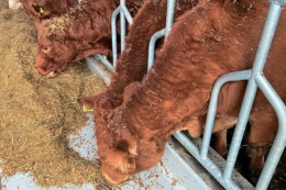 М'ясне скотарство може бут прибутковим і з невеликим поголів'ям