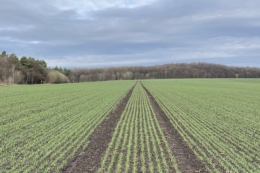 Центральний хаб МХП заклав рекордні площі озимої пшениці під урожай-2026