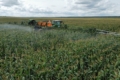В «Агрейн» поділилися ефективним методом інсектицидного захисту кукурудзи