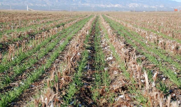 Господарство «Анастасія» на Дніпропетровщині вдвічі зменшило норми висіву пшениці