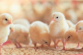 За імпорту курчат треба вимагати схему вакцинації родинного стада  