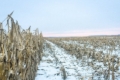 Погодні умови нині дуже несприятливі для кукурудзи, що лишається в полі
