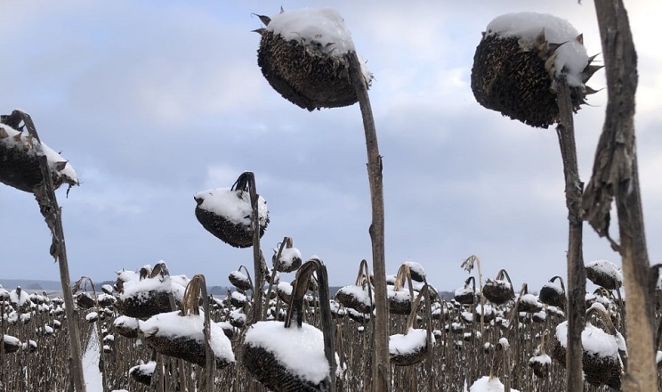 На Івано-Франківщині в полі лишається частина соняшнику, сої й кукурудзи