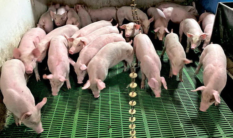 Свинина живою вагою подешевшала до 67,3 грн/кг