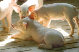 На чому базується система годівлі ремонтних свинок і свиноматок РІС