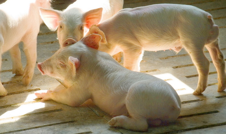 На чому базується система годівлі ремонтних свинок і свиноматок РІС