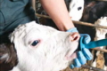 Хмельницьким тваринникам надали бюджетну підтримку на доїльні установки й утримання телиць