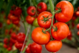 Щоб підкреслити свіжість томатів, їх збирають з плодоніжкою