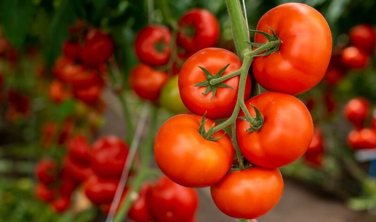 Щоб підкреслити свіжість томатів, їх збирають з плодоніжкою
