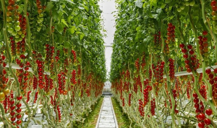 Представили гібриди томатів з високою стійкістю до ToBRFV