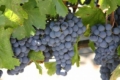Учений порекомендував сорти лежкого винограду для Правобережжя