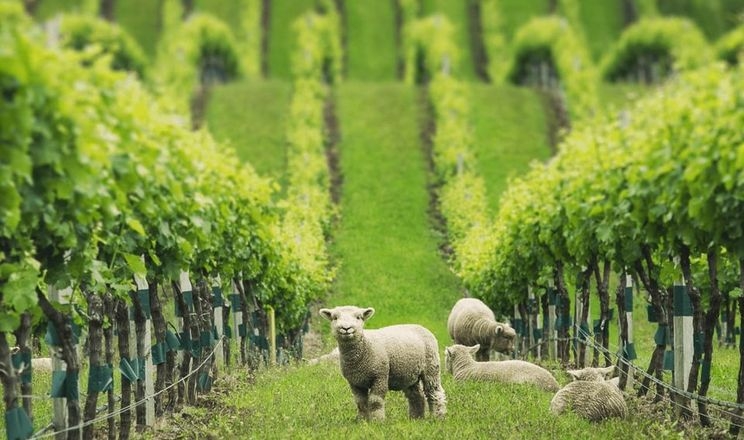Закарпатська виноробня зацікавилася випасанням овець на виноградниках