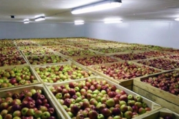 Багато грецьких яблук може залишитися непроданими