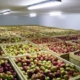 Запаси фруктів у сховищах України помітно нижчі, ніж минулого року