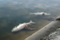 Через обстріл окупантів на Херсонщині масово загинула риба