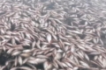 Біля Каховської ГЕС масово загинула риба