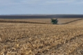 Жнива кукурудзи в «Агротрейд» тривають: урожайність перевищує планову