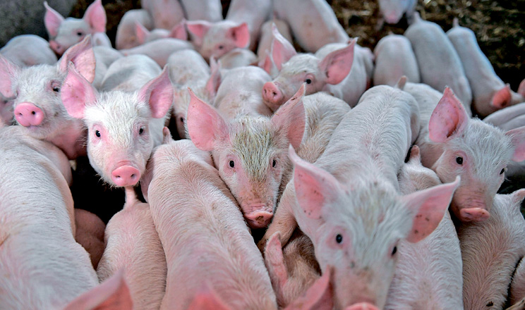 Унесення в раціони відлучених поросят заліза у вигляді амінокислотного комплексу поліпшує стан здоров’я